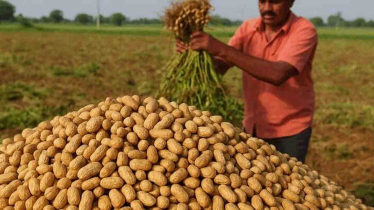 Groundnut Prices Soar in Andhra Pradesh as Pulse Markets Face MSP ...