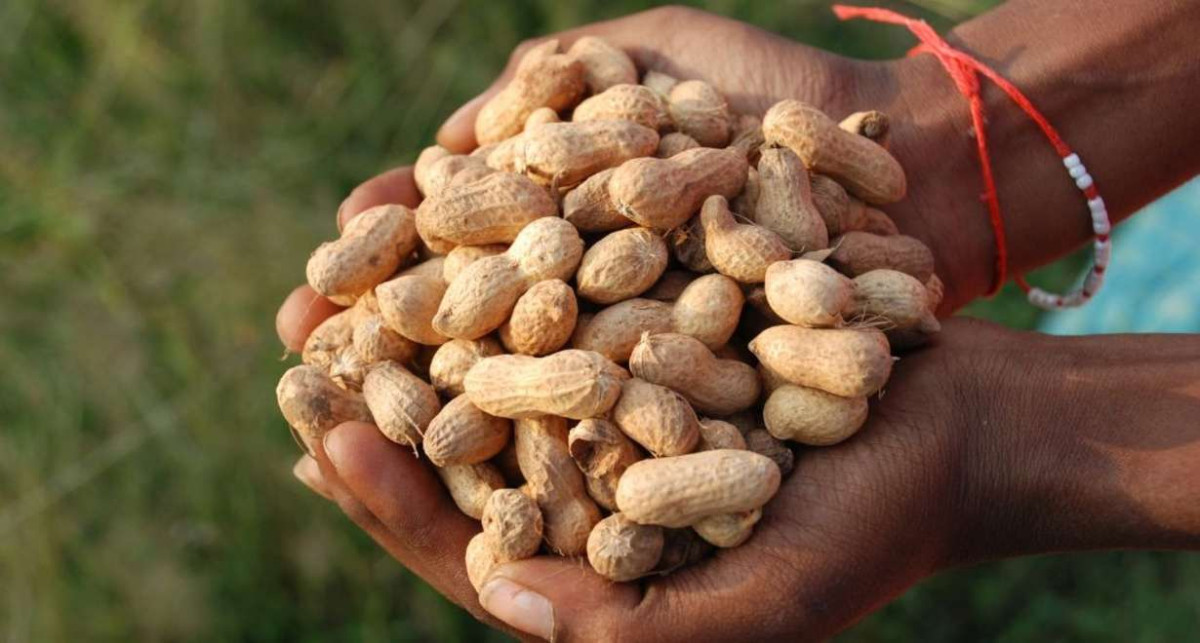 Groundnut Gold Rush: Andhra Pradesh Farmers Secure Massive Premiums as ...