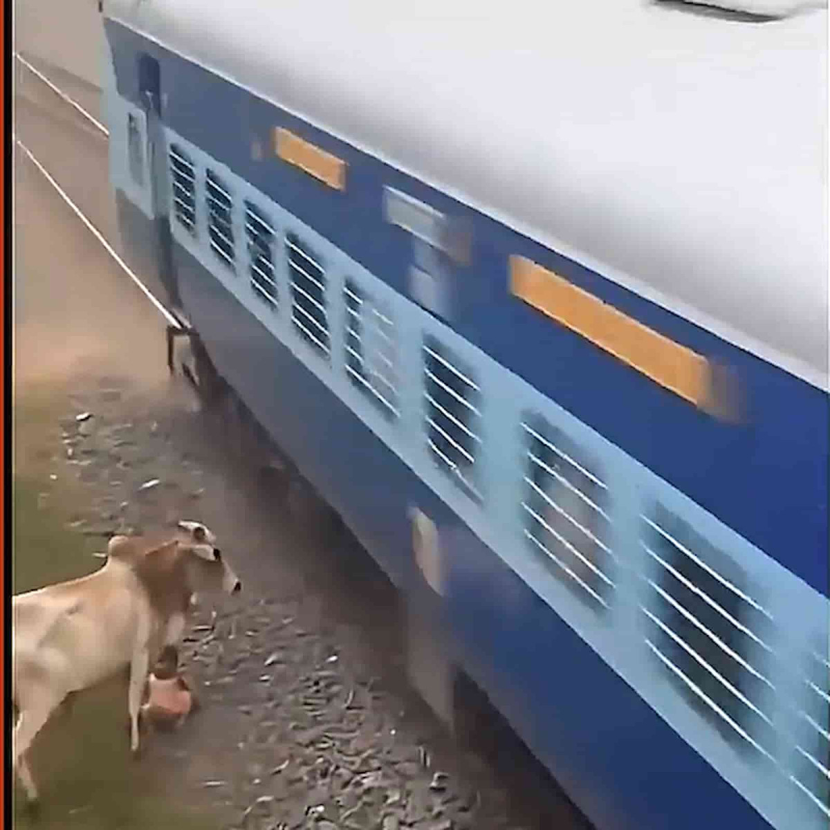 Investigation Reveals Viral Footage of Cow Rescuing Child from Moving ...