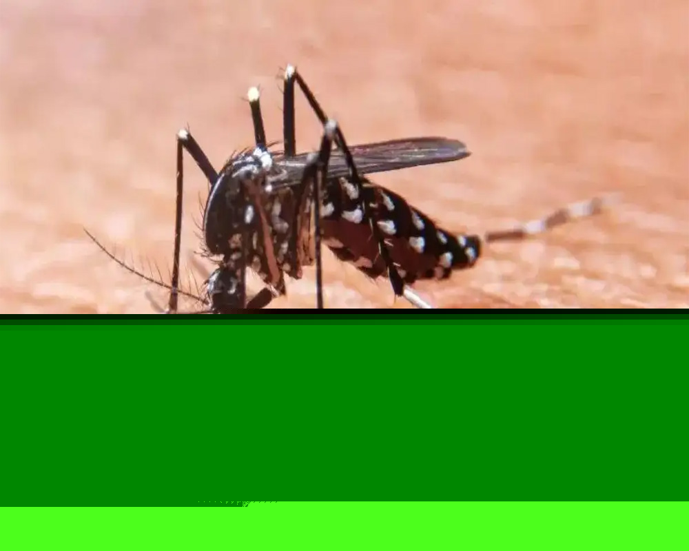 Draft Dengue Action Plan proposes higher penalties, appointing nodal officers
