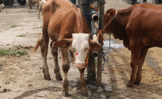 tying animal to electric pole 