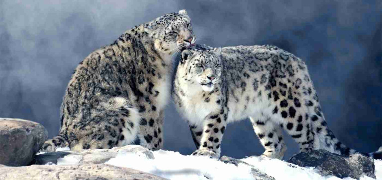 From Predators to Protectors: How a Himalayan Village Rewrote the Fate ...
