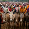 MP: Post Diwali ‘Gadhon Ka Mela’ draws crowds, crores with celebrity-named superstars