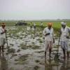 Haryana Releases ₹116 Crore Relief to Over 53,000 Farmers Hit by Kharif 2025 Crop Damage