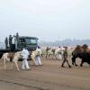 Indian Army’s Remount and Veterinary Corps to Make Historic Republic Day Debut with Animal Contingent