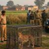 Leopard Behind Local Scare Captured After Forest Department Operation in Bahraich