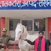 Stolen Iranian-Breed Horse Recovered in Uttar Pradesh, Suspect Arrested After Inter-District Operation