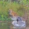 Tiger Escapes Crocodile Attack in Rare Corbett Encounter, Video Captivates Social Media