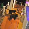 Wild Animals Roam Residential Yards in Uttarkashi, Chilling CCTV Footage Sparks Fear