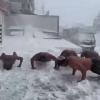 Fitness Amidst the Freeze: High-Altitude Push-Ups in Snow-Clad Sanjauli Capture Hearts