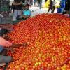 Market Volatility Hits Jaipur as Tomato Prices Plunge Amid Surging Supply Volumes