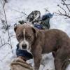 Silent Sentinel: Loyal Pet Refuses to Leave Side of Teenager Lost in Himachal Snowstorm