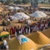 Surge in Maharashtra Mandi Arrivals Drives Prices Well Above MSP as Harvest Season Peaks