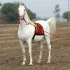 The Five-Crore Stallion: Marwari Horse 'Kaka' Steals the Spotlight at Haryana Livestock Expo