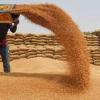 Bihar Market Trends: Wheat and Paddy Command Strong Prices as Cereal Arrivals Stabilize