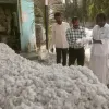Telangana Market Watch: Cotton Surges Amidst Fluctuating Pulse Prices and Steady Grain Arrivals