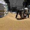 Delhi Market Pulse: Paddy Prices Surge as Wheat and Oilseeds Hold Firm Amidst Shifting Arrivals