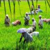 Kerala’s Agricultural Landscape Witnesses Price Surge as Commodity Markets Outpace Federal Minimums