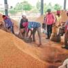 Market Dynamics Clash with Support Floors as Chhattisgarh Harvest Enters High Gear