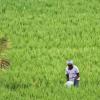 Market Fluctuations and MSP Realities: A Deep Dive into Assam’s Current Agricultural Pricing Trends