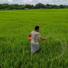 Market Realities Test MSP Resilience as Crop Arrivals Surge Across India