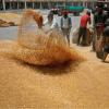 Market Reality Check: Madhya Pradesh Grain Prices Diverge from Federal Minimum Supports