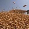 MP Agri-Market Watch: Wheat and Mustard Hold Firm as Maize and Groundnut Face Price Volatility