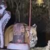 Nature Meets Divinity: Majestic Tiger Captured in Viral Moment at Forest Shrine in Katni