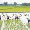 Odisha’s Agricultural Landscape: Paddy Remains Anchored to MSP as Vegetable Volatility Sparks Market Concerns