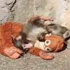 Resilience in the Macaque Troop: The Journey of Baby Punch and His Plush Companion