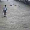 Terror in Pune: Chilling CCTV Footage Captures Brutal Stray Dog Attack on Toddler