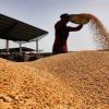 Wheat Prices Edge Above Federal Support Levels Amid Shifting Market Dynamics in Punjab