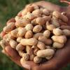 Groundnut Gold Rush: Andhra Pradesh Farmers Secure Massive Premiums as Pulses and Cotton Face Market Pressure