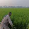 Haryana’s Agrarian Economy Witnesses Divergent Trends as Paddy Prices Skyrocket Amidst Cotton Slump