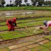 Market Premiums and Supply Surges: Karnataka’s Agricultural Sector Outpaces Support Benchmarks