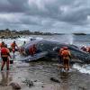 Operation Cushion: Private Funding Ignites High-Stakes Rescue for Stranded Humpback "Timmy"