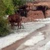 Arjunsar village in Bikaner district was blanketed with hailstones after a hailstorm and rainfall, with Padampur recording 11.5 mm rain. Videos on X show fields covered in a snow-like layer, marking a rare weather event in one of India’s driest regions.