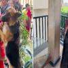  Emotional Farewell in Dehradun: Bride Gauri Singh’s Departure Leaves Her Pet Dogs in Tears