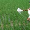 Indian Cabinet Approves ₹41,533.81 Crore Nutrient Based Subsidy for Kharif 2026 Season