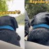 Rapido Driver’s Unexpected Commute with Canine Passenger Sparks Viral Sensation
