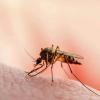 World Malaria Day 2026: Experts Warn Against Misinterpreting Fever as Seasonal Viral Infection