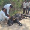 Severely Injured Cattle Found Entangled in Barbed Wire in Bareilly, Sparks Public Concern