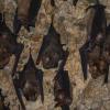India’s Bat Diversity Under Threat as Landmark Study Reveals Severe Research Gaps