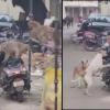 Unusual Traffic Jam in Badaun as Dogs and Monkeys Clash on Busy Road