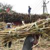 India Imposes Full Sugar Export Ban Amid Supply, Climate, and Inflation Concerns
