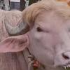 Rare Albino Buffalo Nicknamed “Donald Trump” Sold in Viral Eid al-Adha Trade Deal Near Dhaka