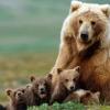 Rare Himalayan Brown Bear Sighting of Mother and Cubs Captured in High-Altitude Kinnaur Sanctuary