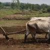 El Nino Threat Looms Over India's Monsoon as Heatwaves Intensify Across the Country
