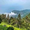 Sacred Groves in Odisha Under Cultural Protection Even as Forest Area Shrinks, Study Reveals