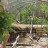 Heatwave Emergency Measures at Mahendra Chaudhary Zoological Park as Extensive Wildlife Protection Systems Activated